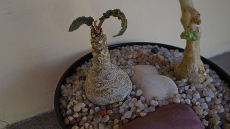 Dorstenia foetida & Dorstenia hildebrandtii; replantate in 26 apr. 2020
