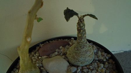 Dorstenia foetida; replantate in 26 apr. 2020
