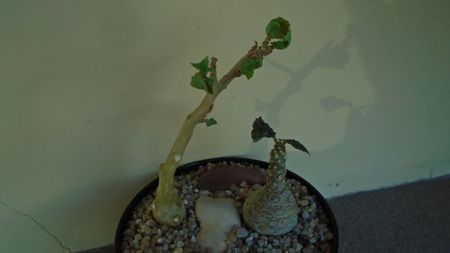 Dorstenia foetida & Dorstenia hildebrandtii; replantate in 26 apr. 2020
