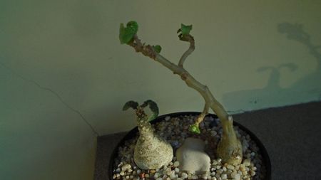 Dorstenia foetida & Dorstenia hildebrandtii; replantate in 26 apr. 2020
