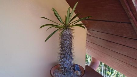 Pachypodium lamerei