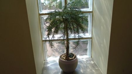 Araucaria cunninghamii v. glauca; replantat in 27 apr. 2020
