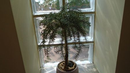 Araucaria cunninghamii v. glauca