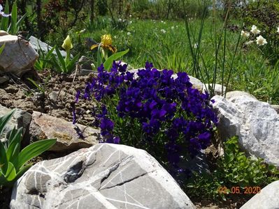 viola calcarata