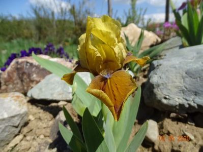 iris pumila Manchu Coffe