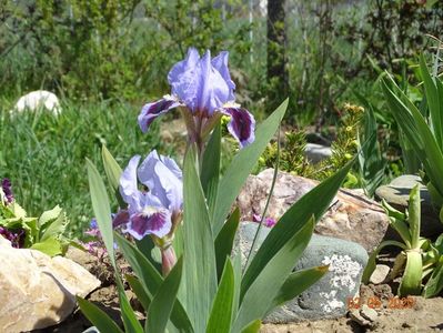 iris pumila Earth and Sky