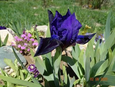 iris pumila Michael Paul