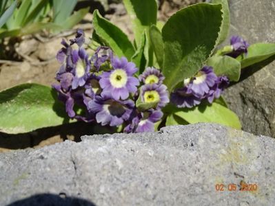 primula pubescens