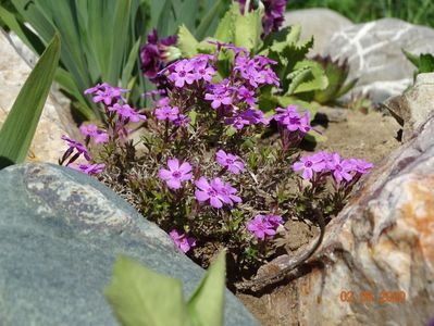 phlox subulata Zwergenteppich