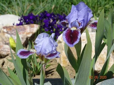 iris pumila Earth and Sky