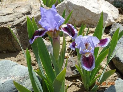 iris pumila Earth and Sky