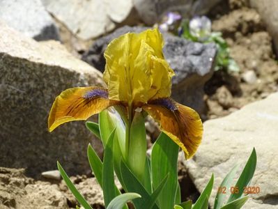 iris pumila Manchu Coffe