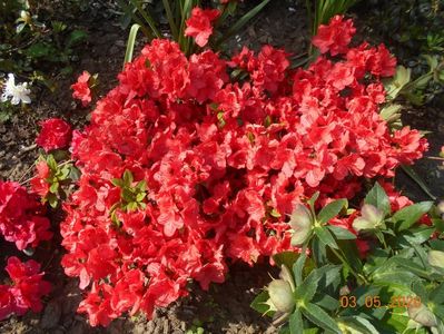 Azalea Orange Beauty