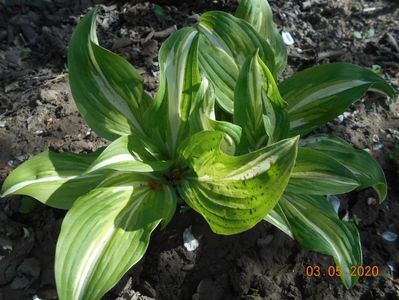 Hosta Mediovariegata