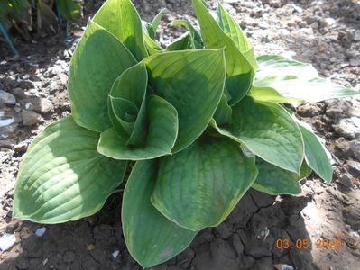 Hosta Carnival