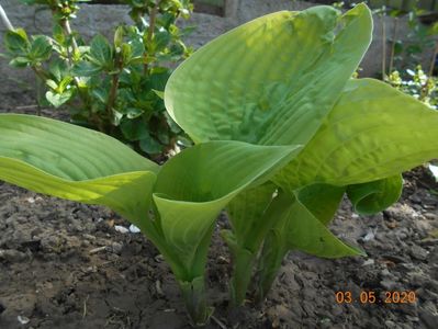 Hosta Guacamole