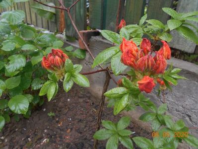 Azalea Gibraltar