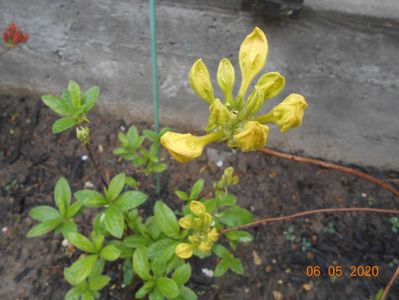 Azalea Goldtopas