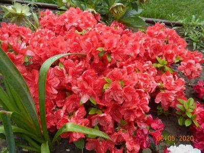 Azalea Orange Beauty