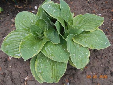 Hosta Carnival