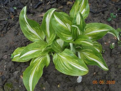 Hosta Mediovariegata