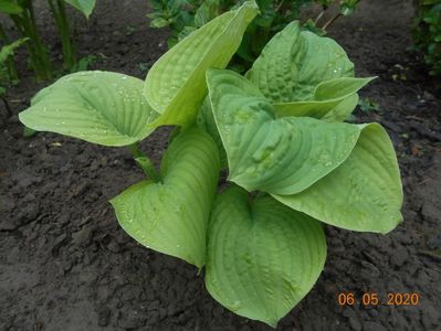 Hosta Guacamole