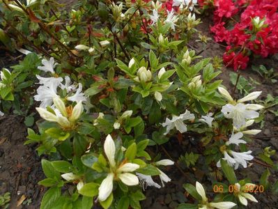 Azalea Adonis