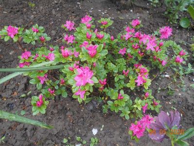 Azalea Kermesina