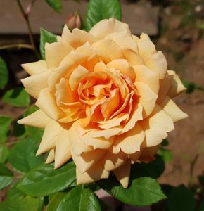 Grace (tufa); Apricot or apricot blend Shrub.
Registration name: AUSkeppy
Exhibition name: Grace ® ™
Bred by David C. H. Austin (1926-2018) (United Kingdom, 2001).
Introduced in United States by David Austin Roses
