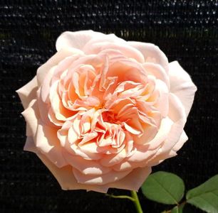 A Shropshire Lad (Urcator); Urcator
Inflorire repetata
Foarte parfumat
140- 180 cm
