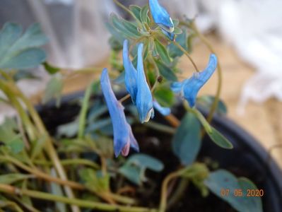 corydalis Blue Heron