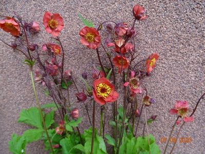 geum Flames of Passion