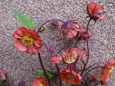 geum Flames of Passion