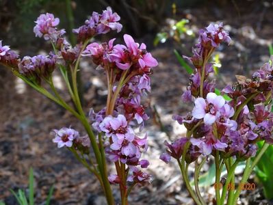 bergenia Pink Dragonfly