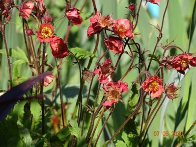 geum Flames of Passion