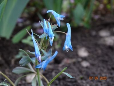 corydalis Blue Heron