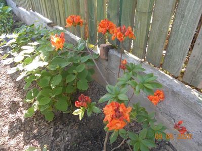 Azalea Gibraltar