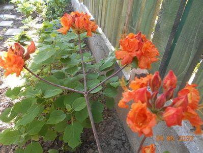 Azalea Gibraltar