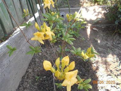 Azalea Goldtopas