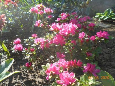 Azalea Kermesina