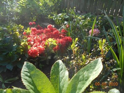 Azalea Beauty Orange