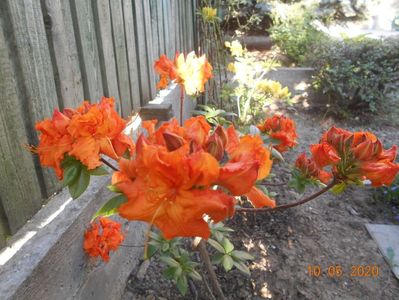 Azalea Gibraltar