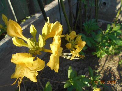 Azalea Goldtopas