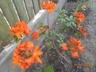 Azalea Gibraltar