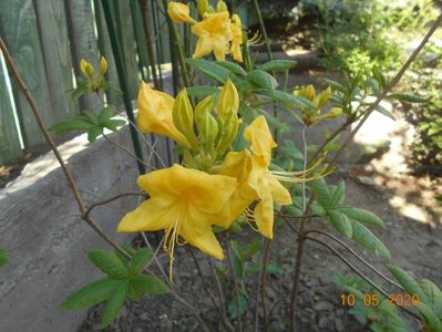 Azalea Goldtopas