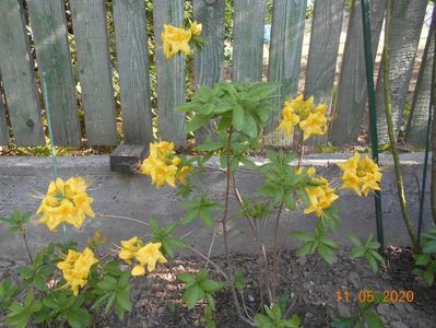 Azalea Goldtopas