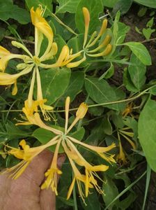 lonicera galbena