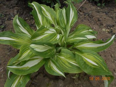 Hosta Mediovariegata