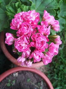 Australian Pink Rosebud