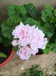 Milfield Rose